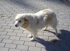 Прикачена снимка