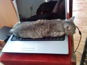 Прикачена снимка