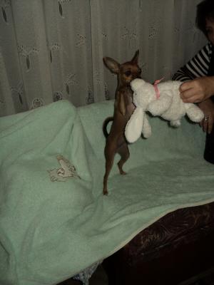 Прикачена снимка