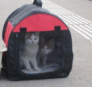 Прикачена снимка