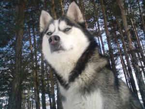 Прикачена снимка