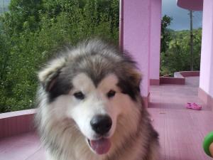 Прикачена снимка