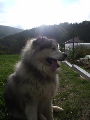 Прикачена снимка