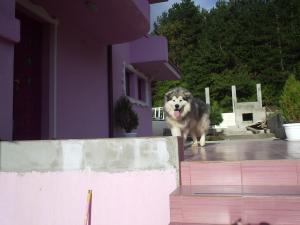 Прикачена снимка