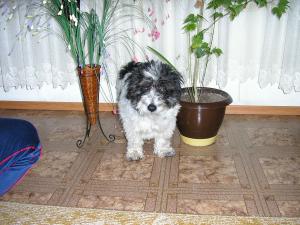 Прикачена снимка