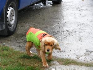 Прикачена снимка