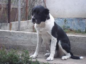 Прикачена снимка