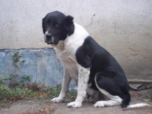 Прикачена снимка
