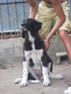 Прикачена снимка