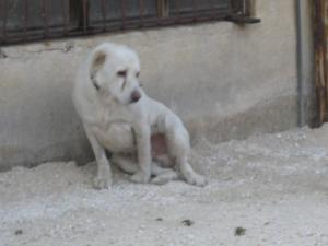 Прикачена снимка