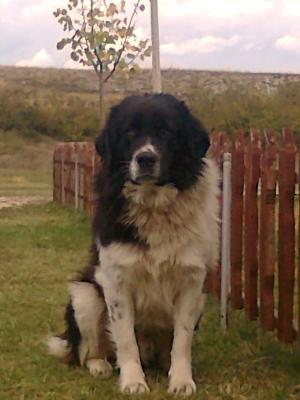 Прикачена снимка