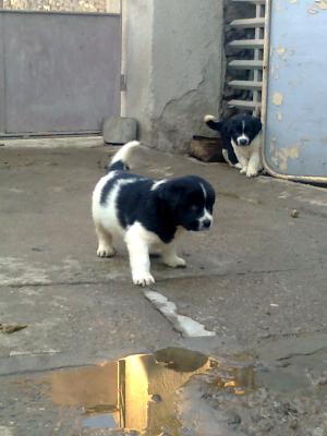 Прикачена снимка