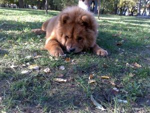 Прикачена снимка