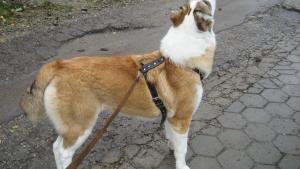 Прикачена снимка