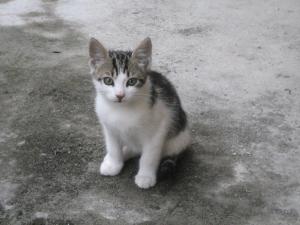 Прикачена снимка