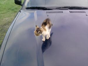 Прикачена снимка