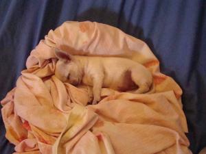 Прикачена снимка