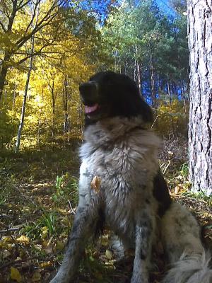 Прикачена снимка