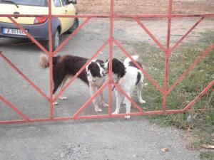 Прикачена снимка