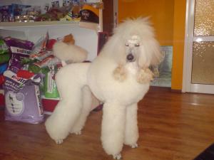 Прикачена снимка