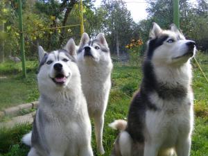Прикачена снимка