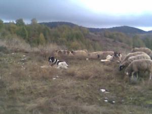 Прикачена снимка