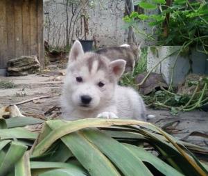 Прикачена снимка