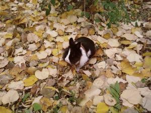 Прикачена снимка