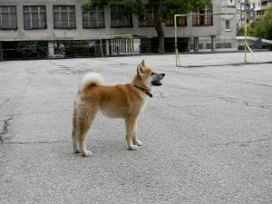 Прикачена снимка