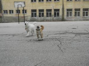 Прикачена снимка