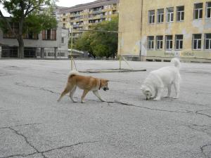 Прикачена снимка