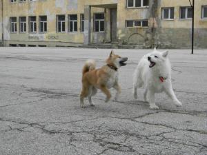 Прикачена снимка