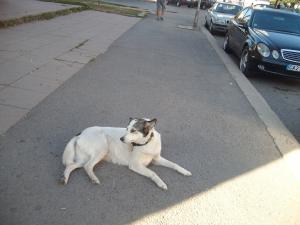 Прикачена снимка