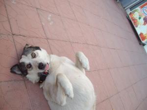 Прикачена снимка
