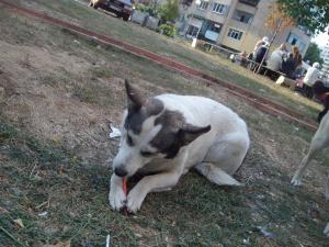 Прикачена снимка