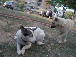 Прикачена снимка