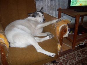 Прикачена снимка