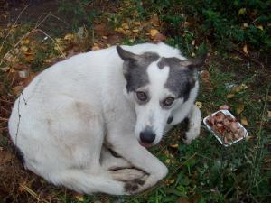 Прикачена снимка