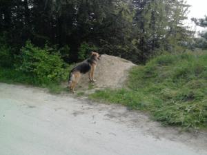 Прикачена снимка