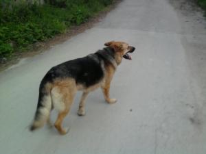 Прикачена снимка