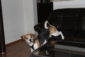 Прикачена снимка