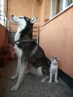 Прикачена снимка