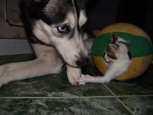 Прикачена снимка