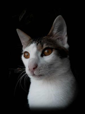 Прикачена снимка