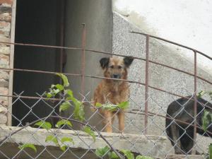 Прикачена снимка
