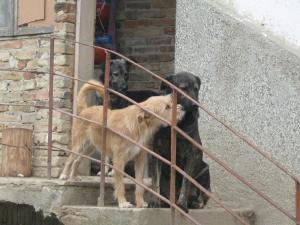 Прикачена снимка
