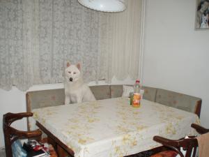 Прикачена снимка
