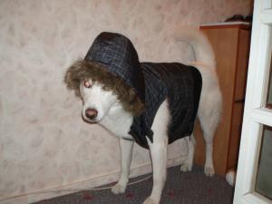 Прикачена снимка