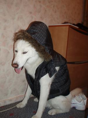 Прикачена снимка