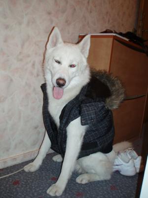 Прикачена снимка